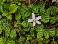 Rubus radicans