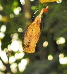 Arachnura scorpionoides