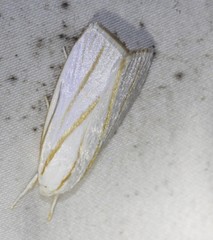 Cryptophasa flavolineata