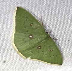 Comostola leucomerata