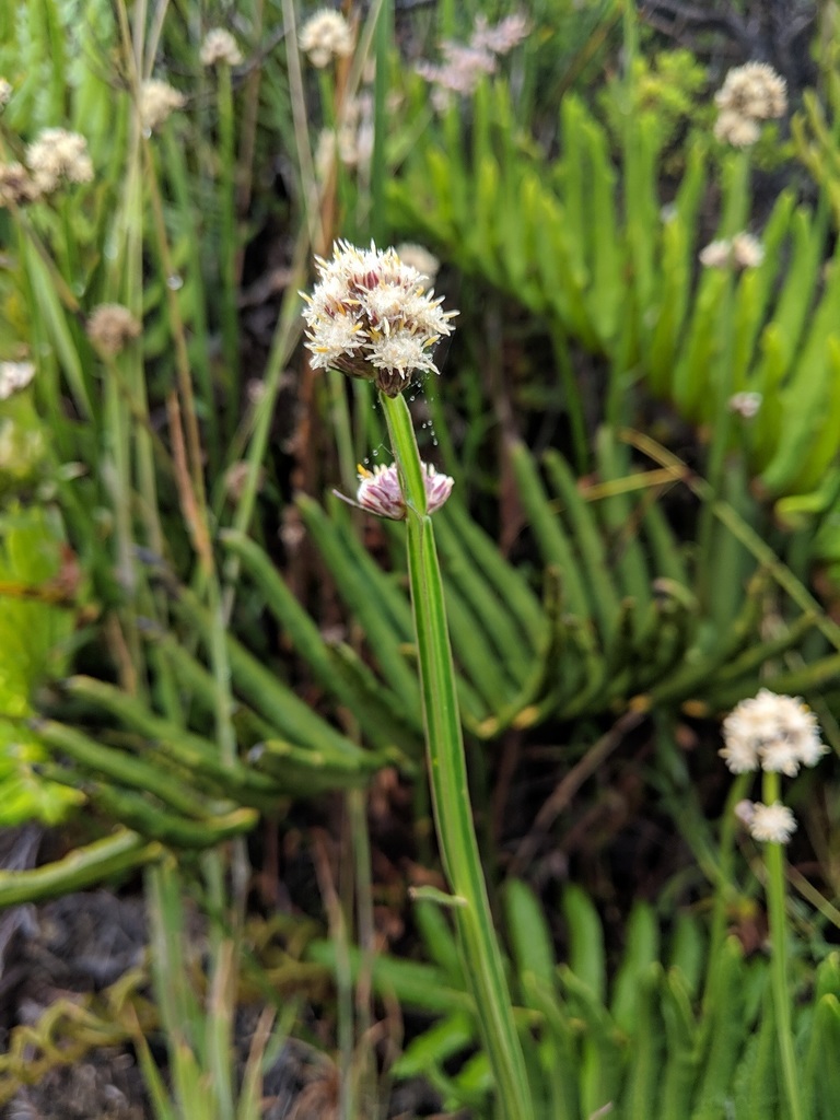 Verbena de tres esquinas