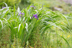 Iris clarkei, photograph (c) Morten Ross, some rights reserved (CC BY)