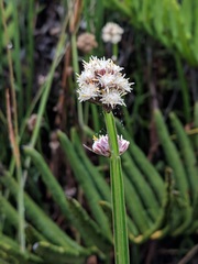 Baccharis sagittalis