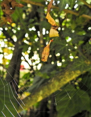 Arachnura scorpionoides