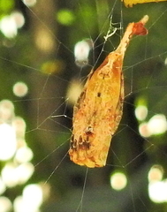 Arachnura scorpionoides