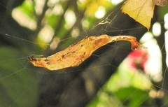 Arachnura scorpionoides