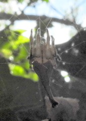 Arachnura scorpionoides
