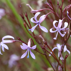 Prismatocarpus diffusus