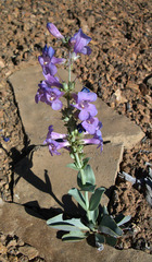 Penstemon carnosus