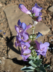 Penstemon carnosus