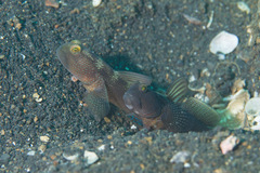 Cryptocentrus fasciatus