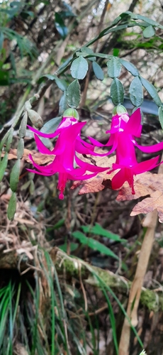 Foto de Flor-de-maio