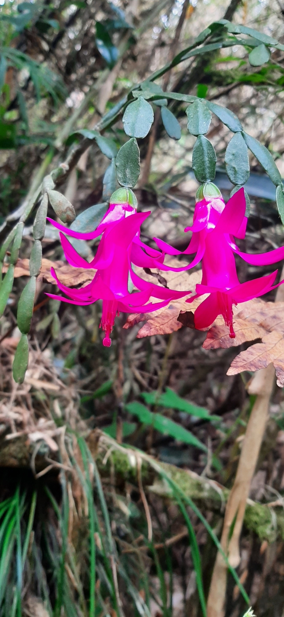 Imagem de Flor-de-maio