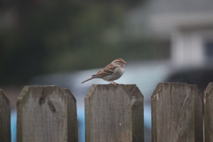 Spizella passerina passerina