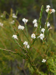 Struthiola dodecandra
