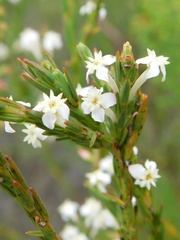 Struthiola dodecandra