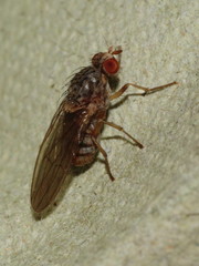 Pseudolyciella