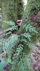 Asplenium theciferum