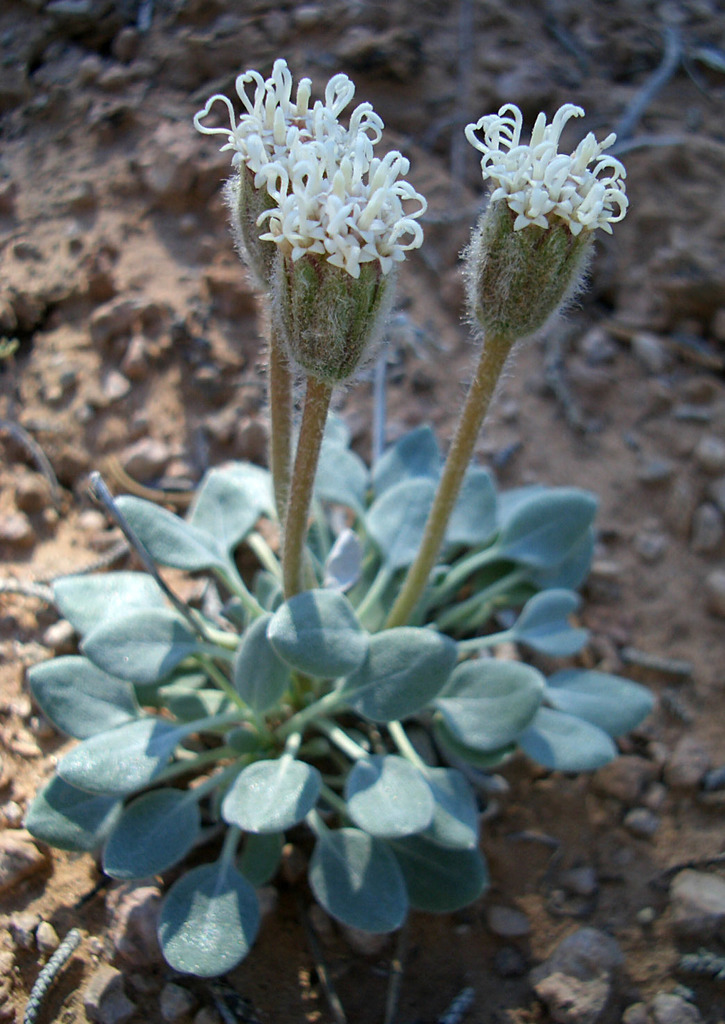 Chamaechaenactis