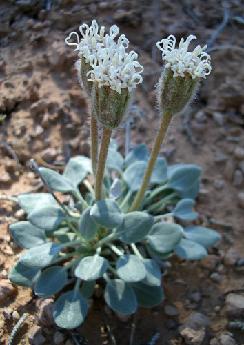 Chamaechaenactis scaposa (Eastw.) Rydb.