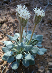 Chamaechaenactis scaposa