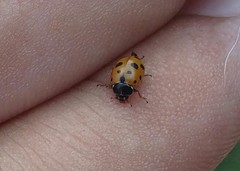 Hippodamia variegata