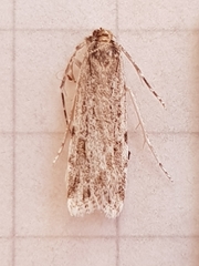 Scoparia chalicodes