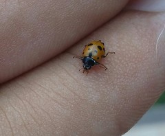Hippodamia variegata