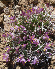 Rhinotropis subspinosa