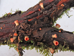 Sarcoscypha austriaca image