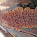 Auricularia mesenterica - Photo (c) Иван Матершев, some rights reserved (CC BY-NC), uploaded by Иван Матершев