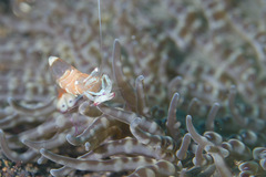 Ancylomenes magnificus