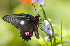 Parides anchises nephalion