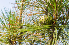 Pinus brutia pityusa