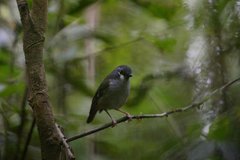 Ashy Robin photo 1