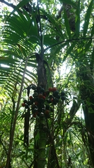 Chamaedorea linearis