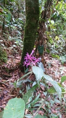 Palicourea angustifolia