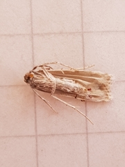 Scoparia chalicodes