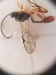 Diadegma