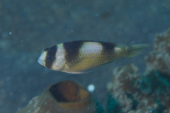 Amblypomacentrus breviceps