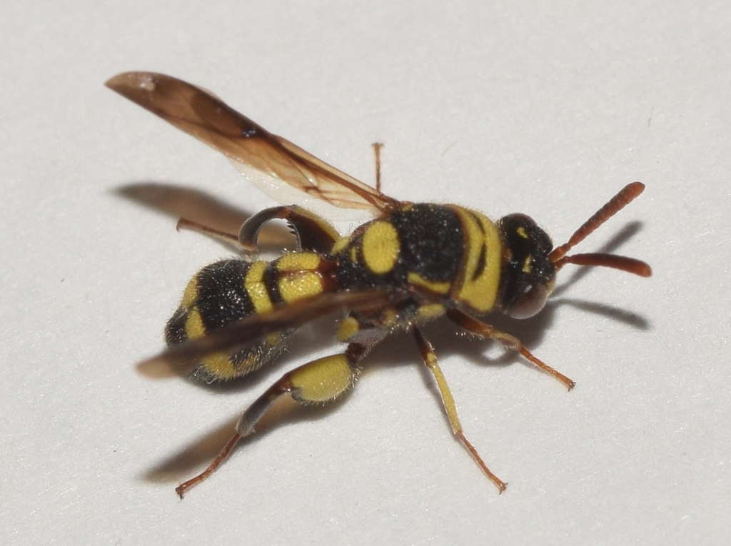 Leucospis brevicauda