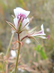 Pelargonium longicaule