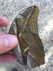 Eryphanis automedon