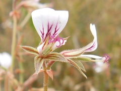 Pelargonium longicaule