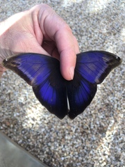 Eryphanis automedon