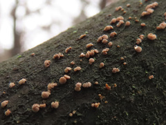 Pezicula cinnamomea