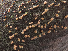 Pezicula cinnamomea