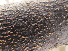 Pezicula cinnamomea
