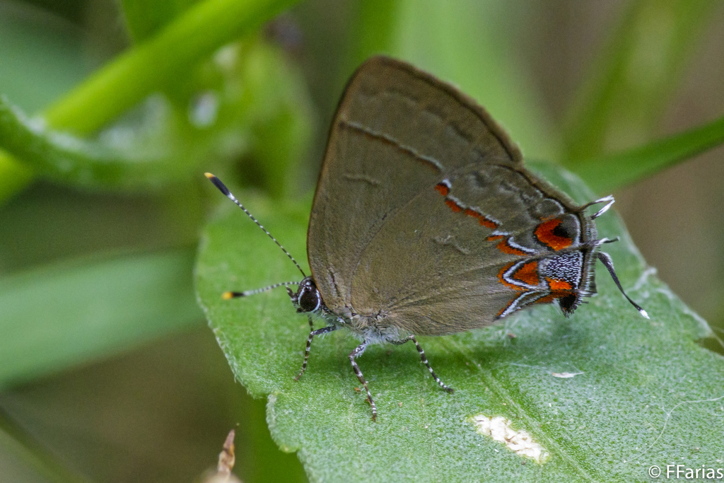 Calycopis caulonia