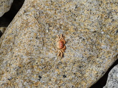 Cyclograpsus cinereus